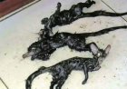 Shocked family find bizarre creatures with 'cat's head and rat's body' in their kitchen