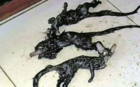 Shocked family find bizarre creatures with 'cat's head and rat's body' in their kitchen