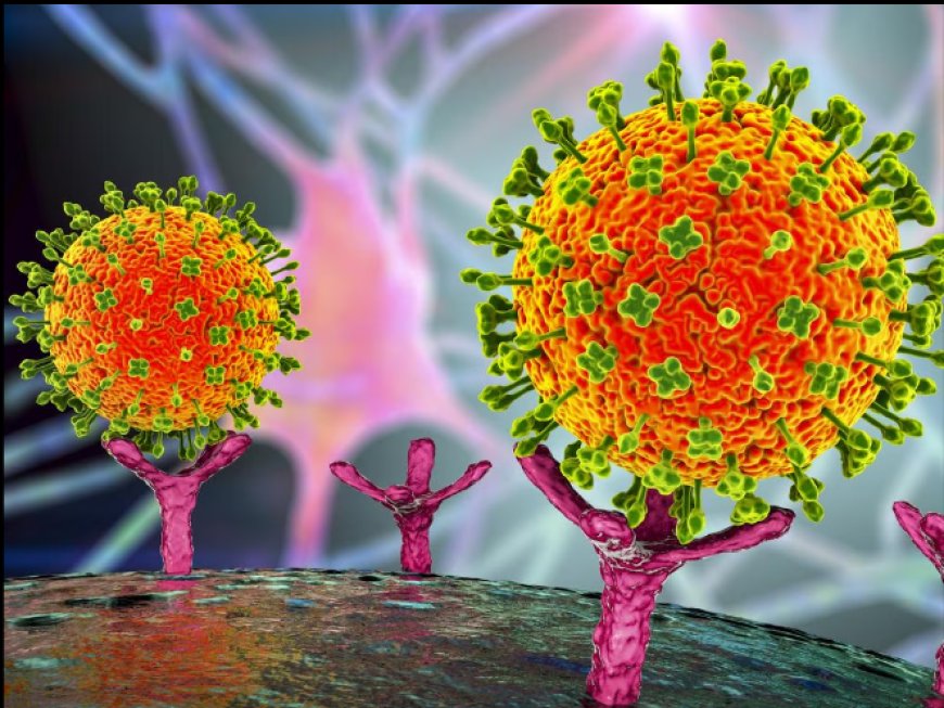 An illustration of Nipah viruses binding to receptors on human cells.
