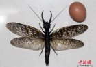 Giant flying bug with fangs discovered in China