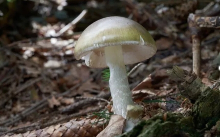 Four die and dozens become ill after eating poisonous death cap mushroom