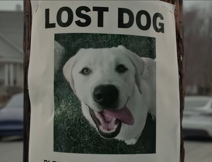 Ring's Search Party: How a Lost Dog Became a Surveillance Sales Pitch